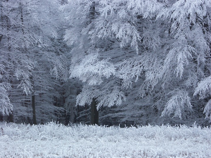 img00087.jpg